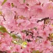 ヒメ日記 2025/04/04 09:42 投稿 神田 京香【人妻】 ROYAL STAR