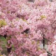 ヒメ日記 2025/04/06 11:40 投稿 神田 京香【人妻】 ROYAL STAR