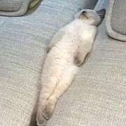 ヒメ日記 2025/06/07 23:01 投稿 神田 京香【人妻】 ROYAL STAR