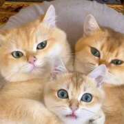 ヒメ日記 2025/07/19 22:39 投稿 神田 京香【人妻】 ROYAL STAR