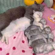 ヒメ日記 2025/07/26 00:26 投稿 神田 京香【人妻】 ROYAL STAR