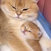 ヒメ日記 2025/08/28 22:30 投稿 神田 京香【人妻】 ROYAL STAR