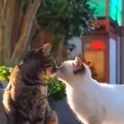 ヒメ日記 2025/09/26 23:57 投稿 神田 京香【人妻】 ROYAL STAR