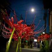 ヒメ日記 2025/10/06 23:06 投稿 神田 京香【人妻】 ROYAL STAR