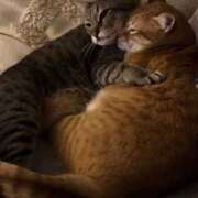 ヒメ日記 2025/10/08 23:44 投稿 神田 京香【人妻】 ROYAL STAR