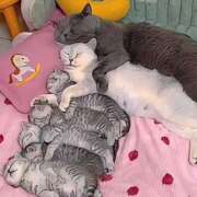 ヒメ日記 2025/10/12 23:12 投稿 神田 京香【人妻】 ROYAL STAR