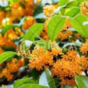 ヒメ日記 2025/10/31 06:28 投稿 神田 京香【人妻】 ROYAL STAR