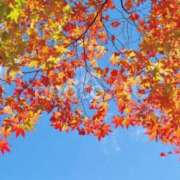 ヒメ日記 2025/11/02 09:45 投稿 神田 京香【人妻】 ROYAL STAR