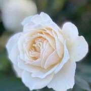 ヒメ日記 2025/11/16 19:50 投稿 神田 京香【人妻】 ROYAL STAR