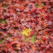 ヒメ日記 2025/11/19 17:20 投稿 神田 京香【人妻】 ROYAL STAR