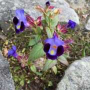 ヒメ日記 2025/11/21 18:27 投稿 神田 京香【人妻】 ROYAL STAR