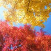 ヒメ日記 2025/11/22 06:32 投稿 神田 京香【人妻】 ROYAL STAR