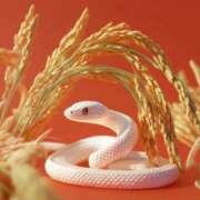 ヒメ日記 2025/12/31 21:51 投稿 神田 京香【人妻】 ROYAL STAR