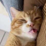 ヒメ日記 2026/01/15 23:43 投稿 神田 京香【人妻】 ROYAL STAR