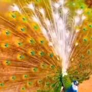 ヒメ日記 2026/01/20 00:58 投稿 神田 京香【人妻】 ROYAL STAR