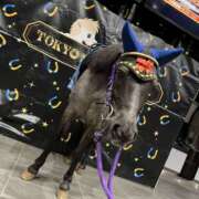 ヒメ日記 2025/03/23 14:22 投稿 かぐら ベイビーモコ