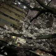 ヒメ日記 2025/04/03 13:46 投稿 かぐら ベイビーモコ