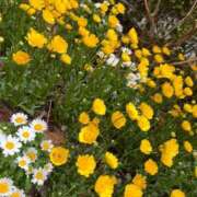 ヒメ日記 2025/04/14 14:56 投稿 かぐら ベイビーモコ