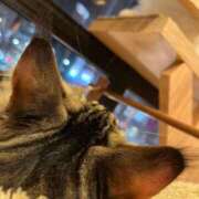 ヒメ日記 2025/04/24 15:10 投稿 かぐら ベイビーモコ