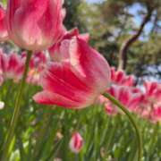 ヒメ日記 2025/04/28 20:57 投稿 かぐら ベイビーモコ