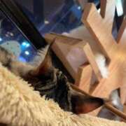 ヒメ日記 2025/05/11 19:47 投稿 かぐら ベイビーモコ