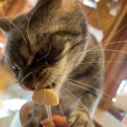 ヒメ日記 2025/06/02 14:03 投稿 かぐら ベイビーモコ