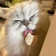 ヒメ日記 2025/06/20 22:42 投稿 かぐら ベイビーモコ