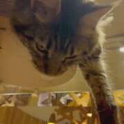 ヒメ日記 2025/07/14 20:04 投稿 かぐら ベイビーモコ