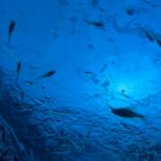 ヒメ日記 2025/08/03 21:33 投稿 かぐら ベイビーモコ