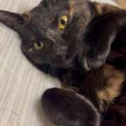 ヒメ日記 2025/09/29 21:07 投稿 かぐら ベイビーモコ