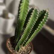 ヒメ日記 2025/10/22 23:09 投稿 かぐら ベイビーモコ