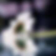 ヒメ日記 2025/11/16 00:17 投稿 かぐら ベイビーモコ