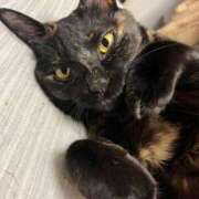 ヒメ日記 2025/12/07 14:57 投稿 かぐら ベイビーモコ