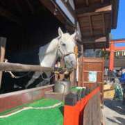 ヒメ日記 2026/01/07 22:22 投稿 かぐら ベイビーモコ