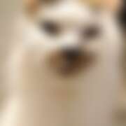 ヒメ日記 2026/02/25 10:27 投稿 かぐら ベイビーモコ