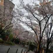 ヒメ日記 2026/04/01 18:05 投稿 かぐら ベイビーモコ