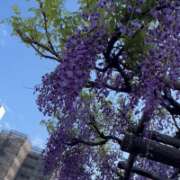 ヒメ日記 2026/04/16 19:38 投稿 かぐら ベイビーモコ