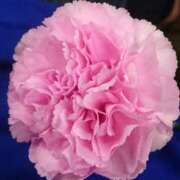 ヒメ日記 2024/12/18 12:46 投稿 さゆり 熟女の風俗アウトレット大垣安八羽島店