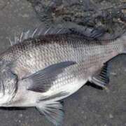 ヒメ日記 2024/12/19 16:26 投稿 さゆり 熟女の風俗アウトレット大垣安八羽島店