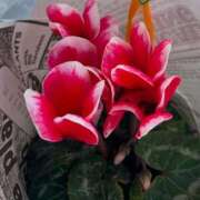 ヒメ日記 2024/12/19 18:36 投稿 さゆり 熟女の風俗アウトレット大垣安八羽島店