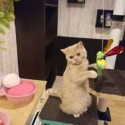 ヒメ日記 2024/12/20 08:26 投稿 さゆり 熟女の風俗アウトレット大垣安八羽島店