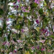 ヒメ日記 2025/01/04 14:26 投稿 さゆり 熟女の風俗アウトレット大垣安八羽島店