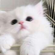 ヒメ日記 2025/05/29 18:46 投稿 りりな ダイスキ