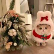 ヒメ日記 2025/12/25 10:57 投稿 りりな ダイスキ