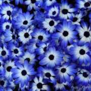 ヒメ日記 2024/12/23 08:44 投稿 ゆら 熟女＆人妻＆ぽっちゃり倶楽部