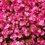 ヒメ日記 2024/12/24 04:00 投稿 ゆら 熟女＆人妻＆ぽっちゃり倶楽部