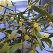 ヒメ日記 2024/12/24 10:40 投稿 ゆら 熟女＆人妻＆ぽっちゃり倶楽部