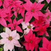 ヒメ日記 2024/12/25 05:16 投稿 ゆら 熟女＆人妻＆ぽっちゃり倶楽部