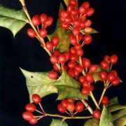 ヒメ日記 2024/12/25 13:22 投稿 ゆら 熟女＆人妻＆ぽっちゃり倶楽部