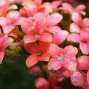 ヒメ日記 2024/12/25 22:18 投稿 ゆら 熟女＆人妻＆ぽっちゃり倶楽部